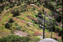 “自然を愛する”エコなブログ-太鼓岩の桜