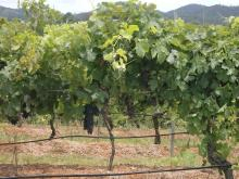 H.I.S.シドニー支店～みなと街ブログ～