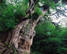 “自然を愛する”エコなブログ-縄文杉