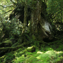 “自然を愛する”エコなブログ-苔の森