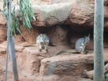 H.I.S.シドニー支店～みなと街ブログ～