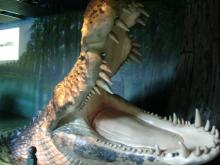 H.I.S.シドニー支店～みなと街ブログ～