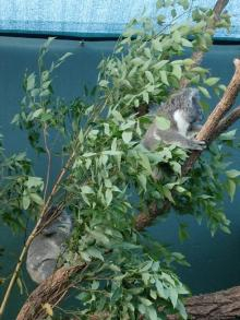 H.I.S.シドニー支店～みなと街ブログ～