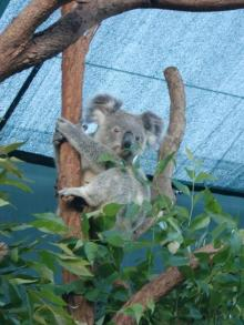 H.I.S.シドニー支店～みなと街ブログ～