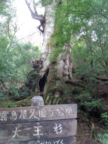 “自然を愛する”エコなブログ