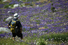 “自然を愛する”エコなブログ-ウィスラー高山植物