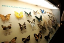 H.I.S.シドニー支店～みなと街ブログ～