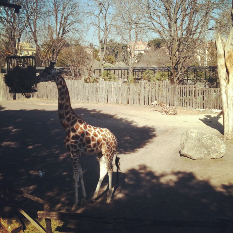 イタリア観光ブログ ローマの動物園行きましょう