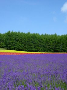 遊ＶＩＶＡ 北海道-ファーム富田のお花畑