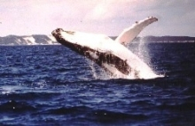 H.I.S.シドニー支店～みなと街ブログ～