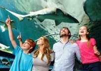 H.I.S.シドニー支店～みなと街ブログ～