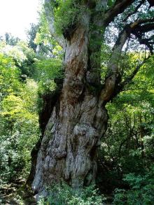 “自然を愛する”エコなブログ