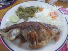 H.I.S.メキシコシティー支店～タコタコ・タコス通信～