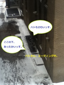 H.I.S.トロント支店  ♪メープルライフ♪