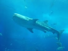 沖縄 美ら海ブログ