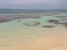 沖縄 美ら海ブログ