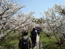 京都　桜　障害
