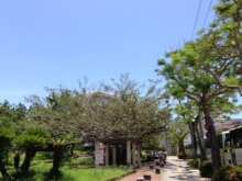 沖縄 美ら海ブログ