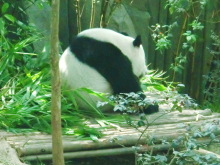 H.I.S.シンガポール支店