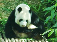 H.I.S.シンガポール支店