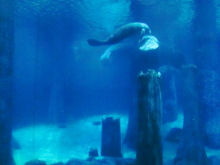 H.I.S.シンガポール支店