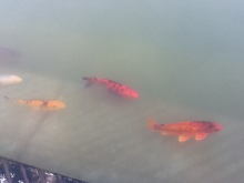 鯉