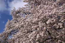 Sakura_UW