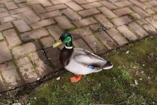 UW_Duck