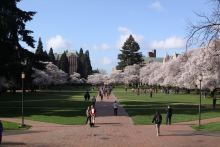 Sakura_UW