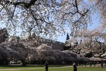 Sakura_UW