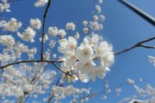 Sakura_ID2