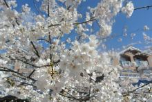 Sakura_ID
