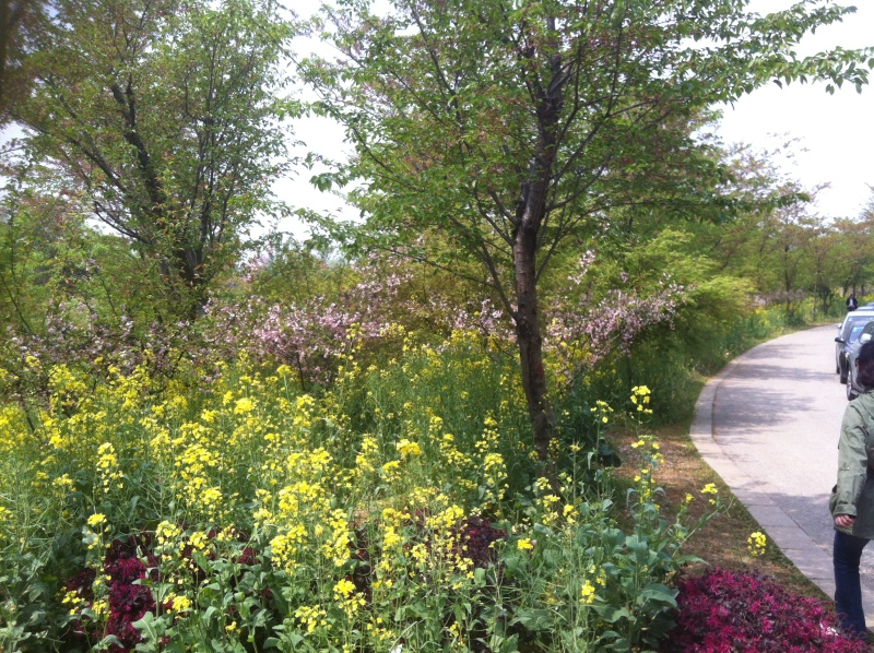 無錫　桜鑑賞04052