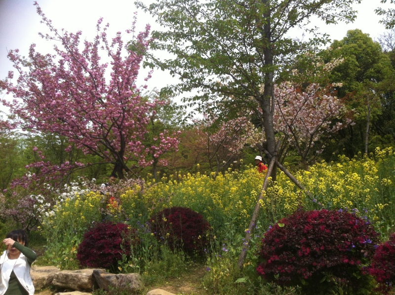 無錫　桜鑑賞04053