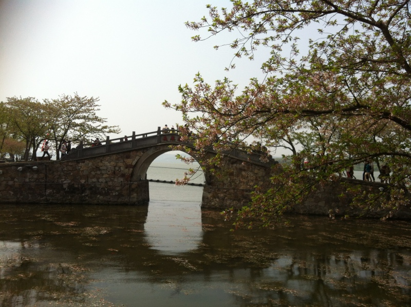 無錫　桜鑑賞04056