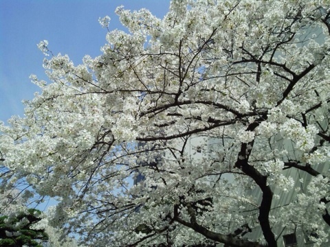 photo:01