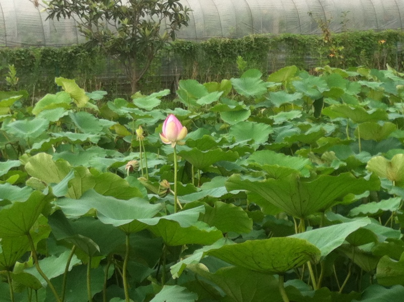 ぶどう狩り08153