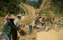 blog-007-Rice-harvest-in-Banna - Copy.jpgblog-007-Rice-harvest-i